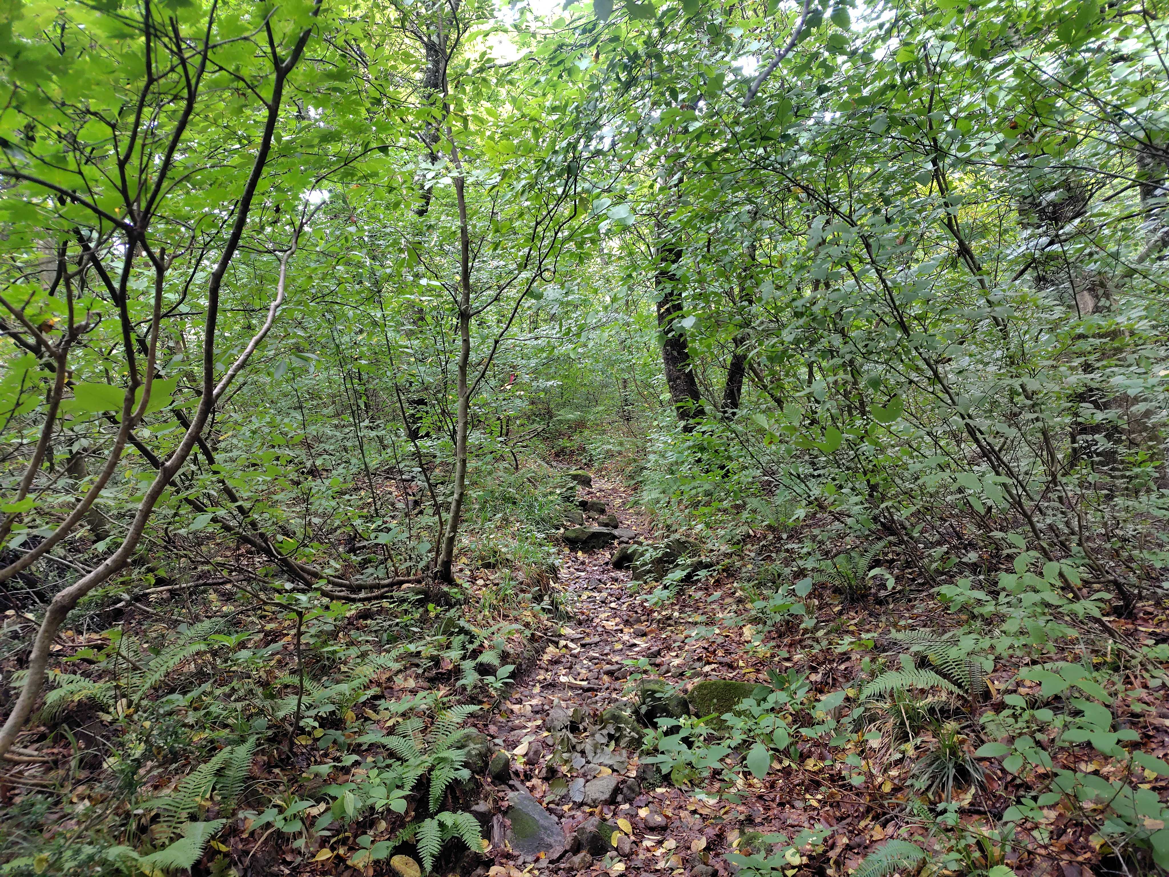 daisen_bunmawashi
